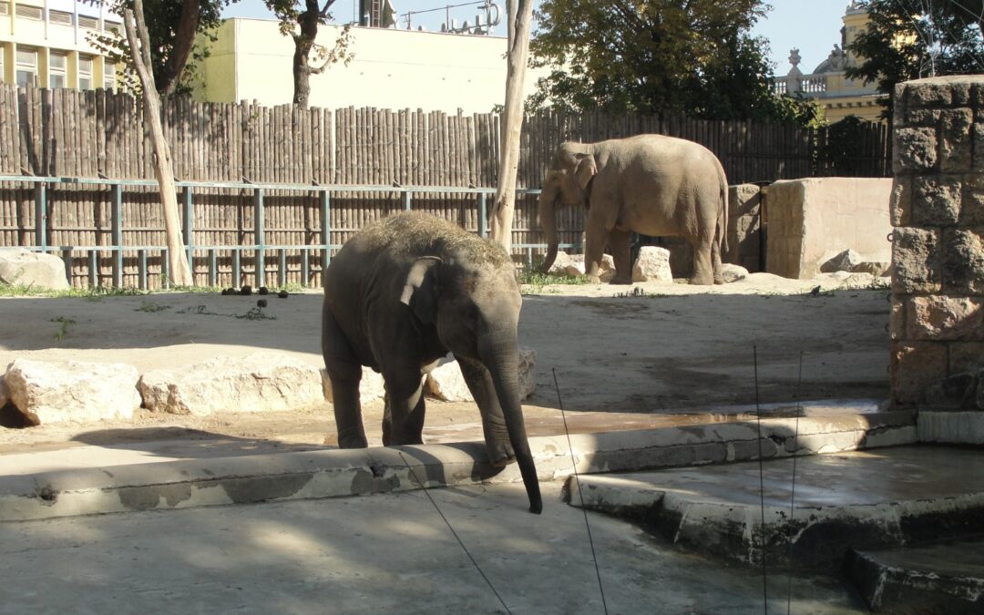 Idén is eljutottunk az Állatkertbe 2023